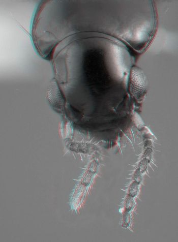 Media type: image;   Entomology 614557 Aspect: head 3D